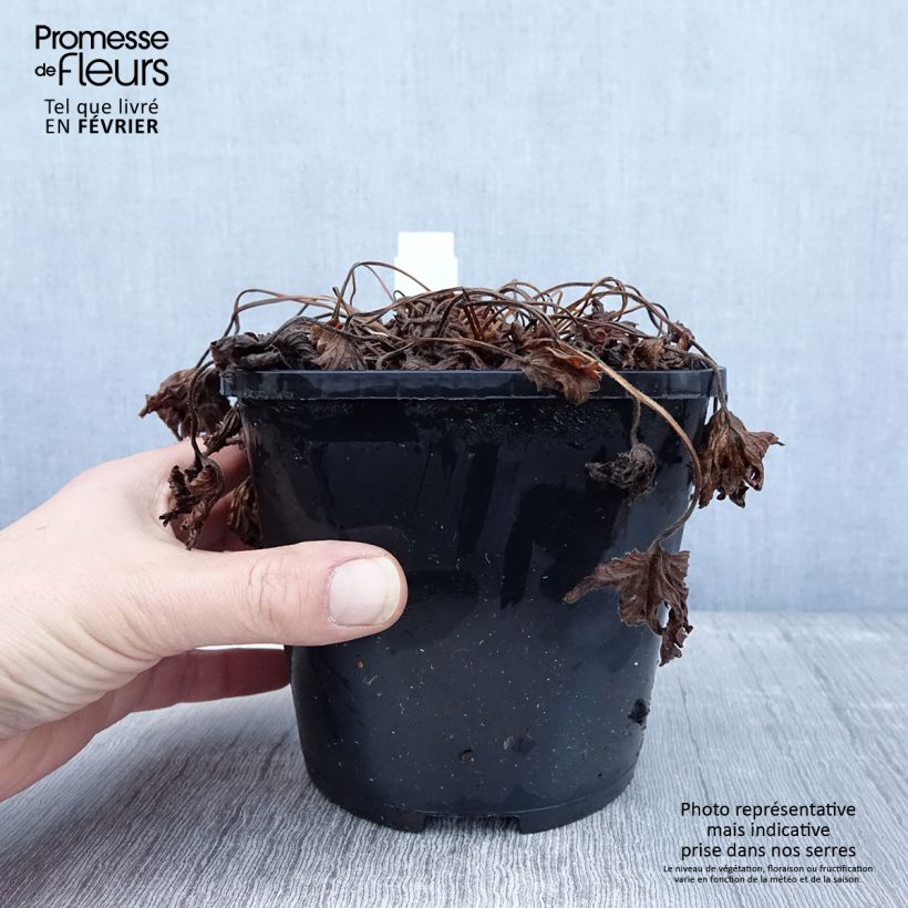 Spécimen de Geranium vivace yoshinoi Confetti Pot de 1,5L/2L tel que livré en hiver