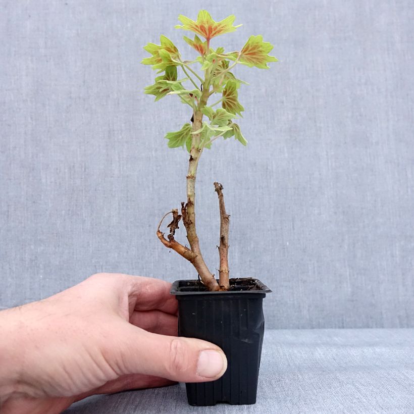 Spécimen de Géranium zonale Vancouver - Pelargonium  Godet de 7/8 cm tel que livré en hiver