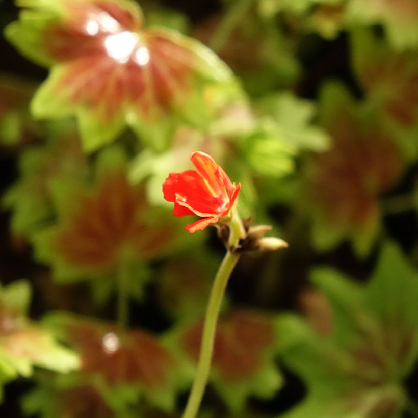 Géranium zonale Vancouver - Pelargonium (Floraison)