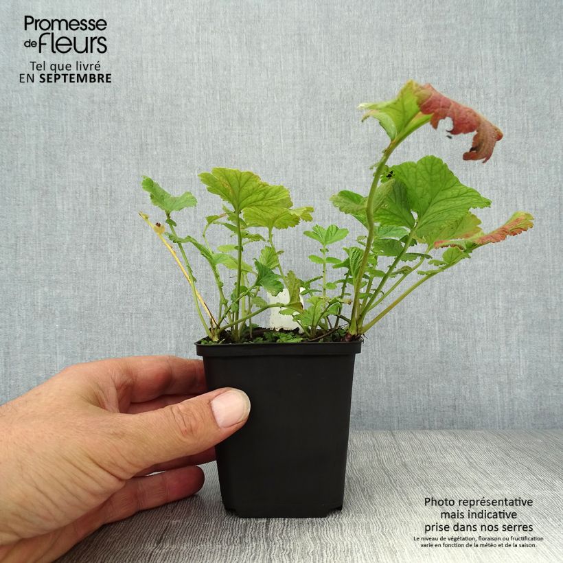 Spécimen de Geum Banana Daiquiri - Benoîte hybride jaune citron clair Godet de 8/9 cm tel que livré en automne