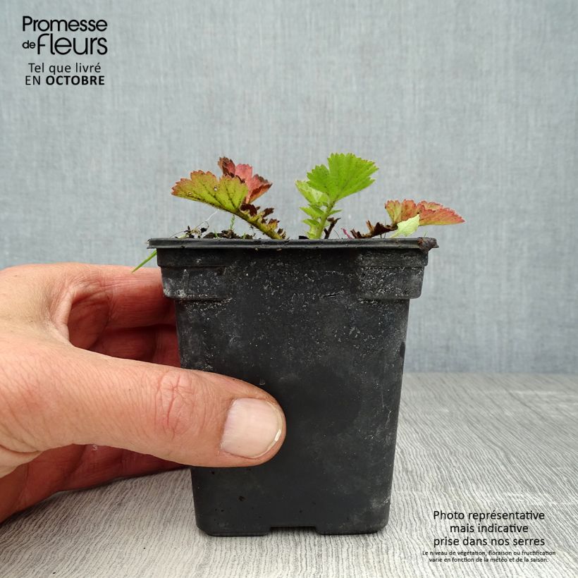Spécimen de Geum chiloense Lady Stratheden - Benoîte Godet de 7/8 cm tel que livré en automne