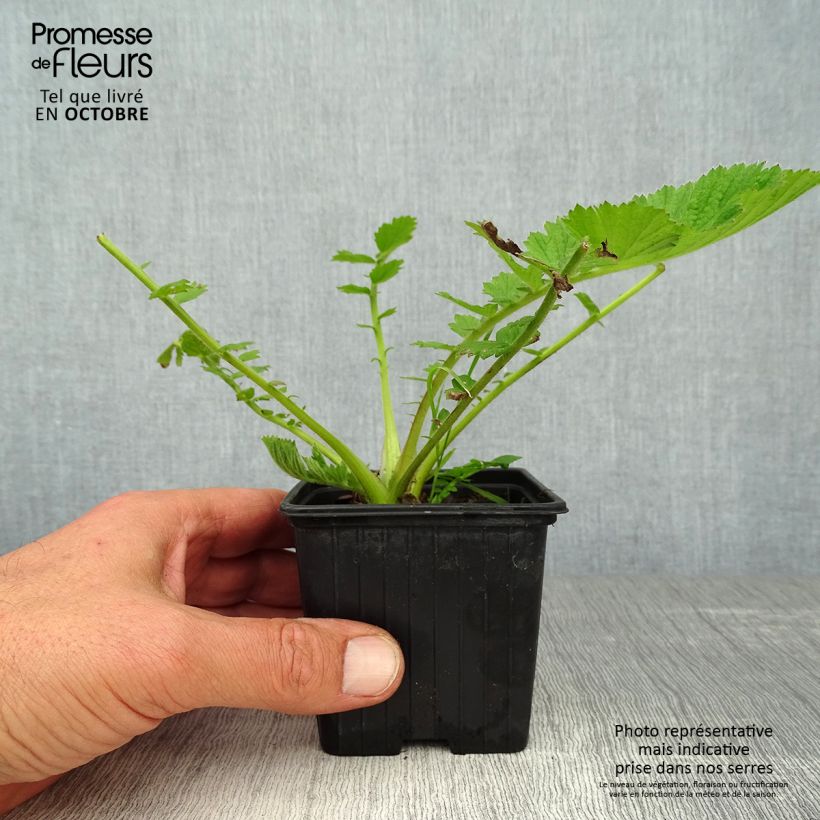 Spécimen de Geum chiloense Mrs Bradshaw - Benoîte rouge écarlate Godet de 7/8 cm tel que livré en automne