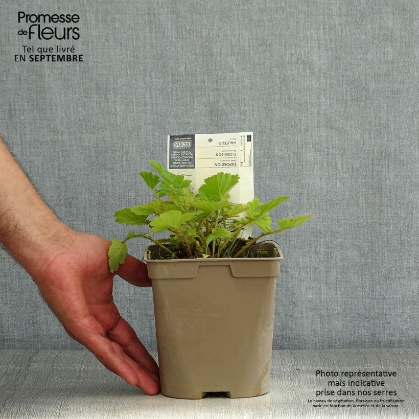 Spécimen de Geum chiloense Mrs Bradshaw - Benoîte rouge écarlate Pot de 2L/3L tel que livré en été