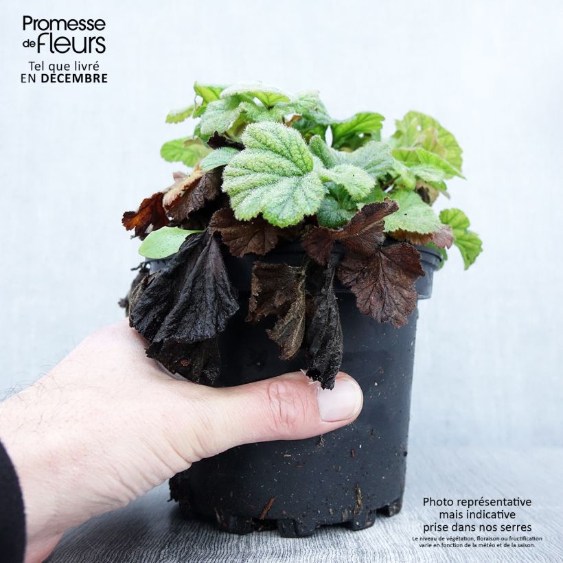 Spécimen de Geum coccineum Borisii - Benoîte orange Pot de 2L/3L tel que livré en automne