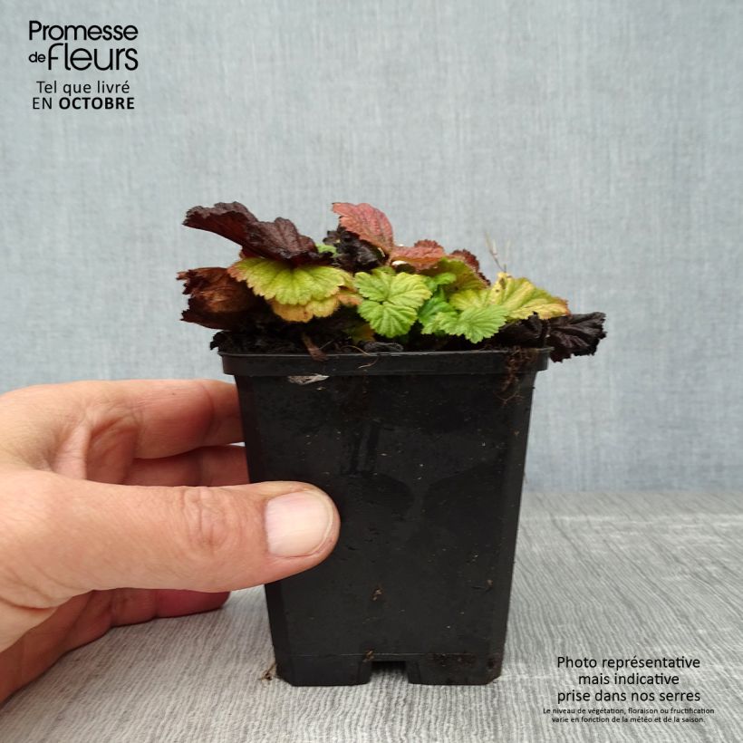 Spécimen de Geum coccineum Borisii - Benoîte orange Godet de 8/9 cm tel que livré en automne