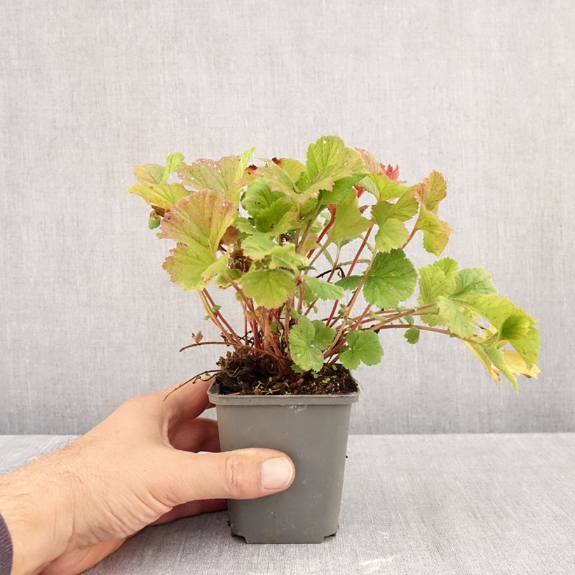 Spécimen de Geum coccineum Karlskaer - Benoîte jaune orangé Godet de 8/9 cm tel que livré en automne