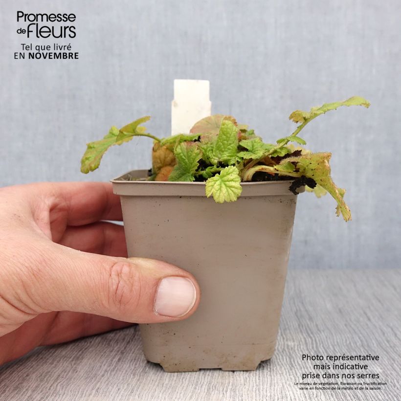 Spécimen de Geum coccineum Werner Arends - Benoîte orange  Godet de 8/9 cm tel que livré en automne