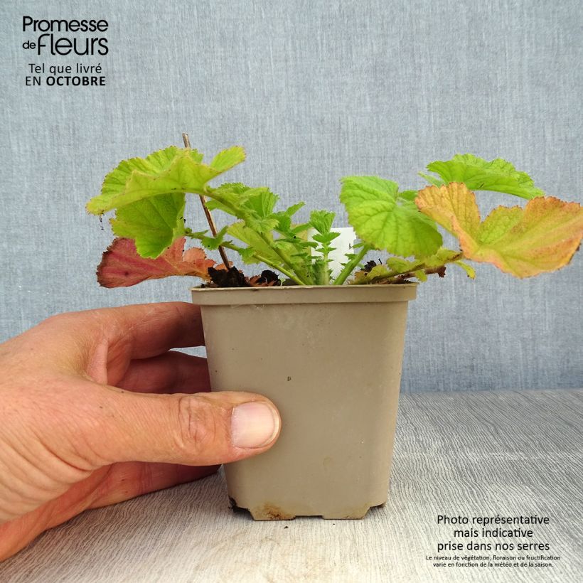 Spécimen de Geum Coral Tempest - Benoîte hybride Godet de 8/9 cm tel que livré en automne