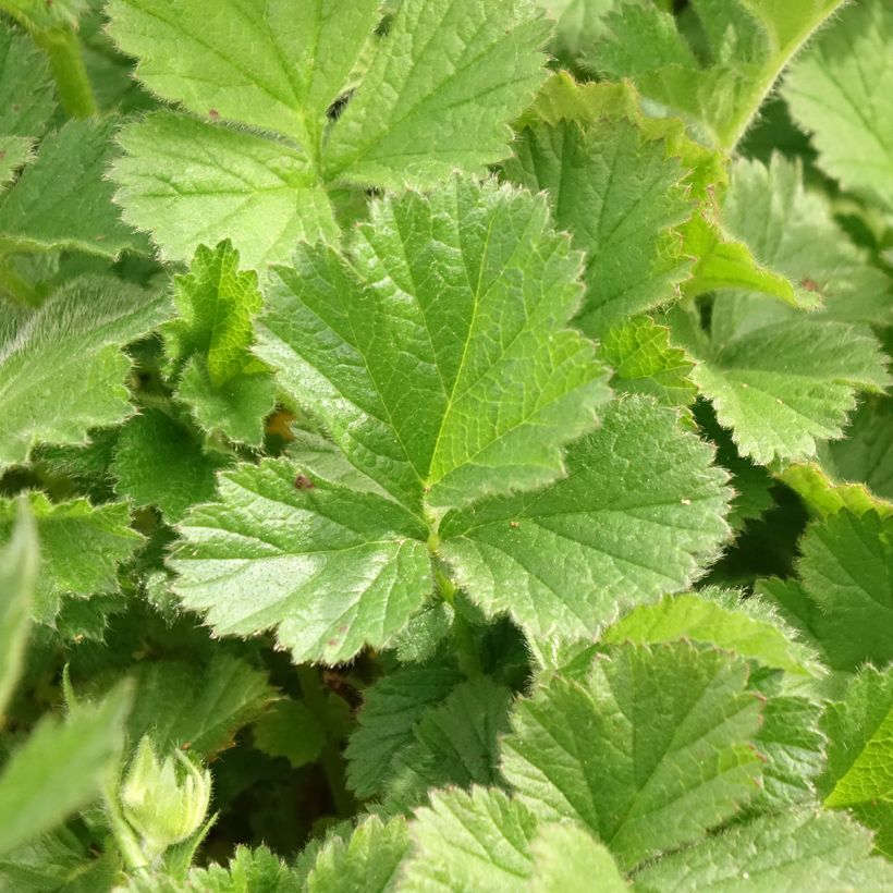 Geum Coral Tempest - Benoîte hybride (Feuillage)