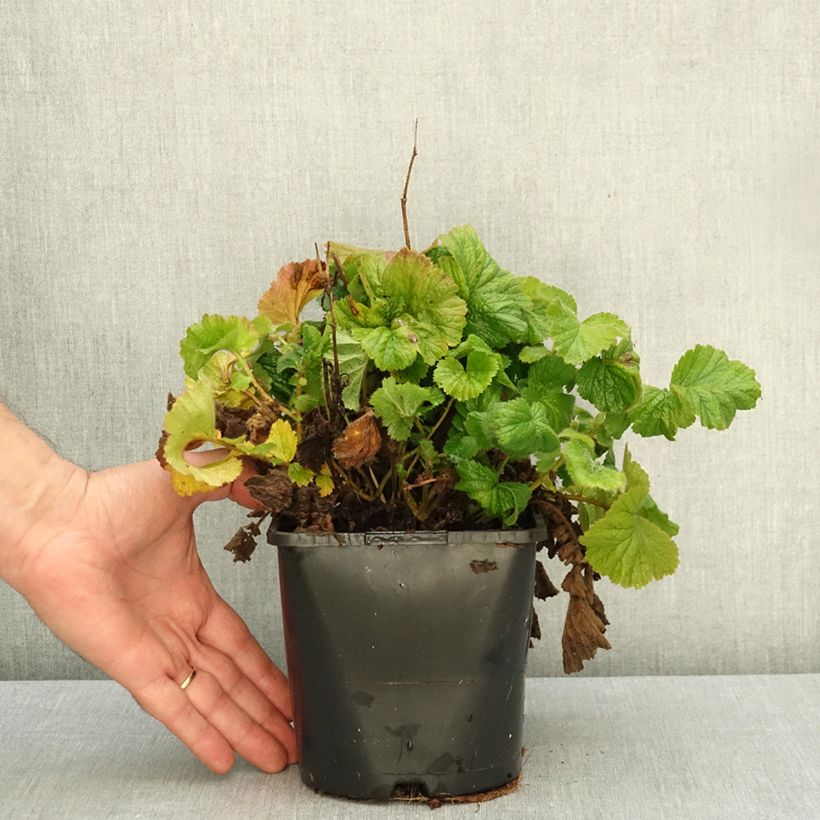Spécimen de Geum Coral Tempest - Benoîte hybride Pot de 2L/3L tel que livré en automne