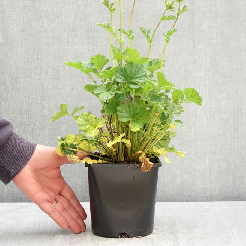 Spécimen de Geum Coral Tempest - Benoîte hybride Pot de 2L/3L tel que livré au printemps