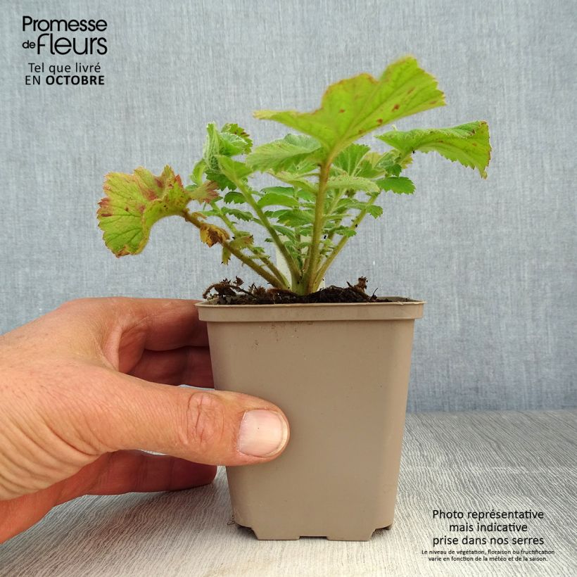 Spécimen de Geum Fiery Tempest - Benoîte hybride Godet de 8/9 cm tel que livré en automne