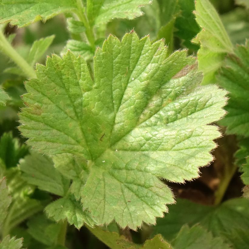 Geum Fiery Tempest - Benoîte hybride (Feuillage)