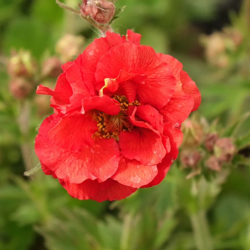 Geum Fiery Tempest - Benoîte hybride (Floraison)