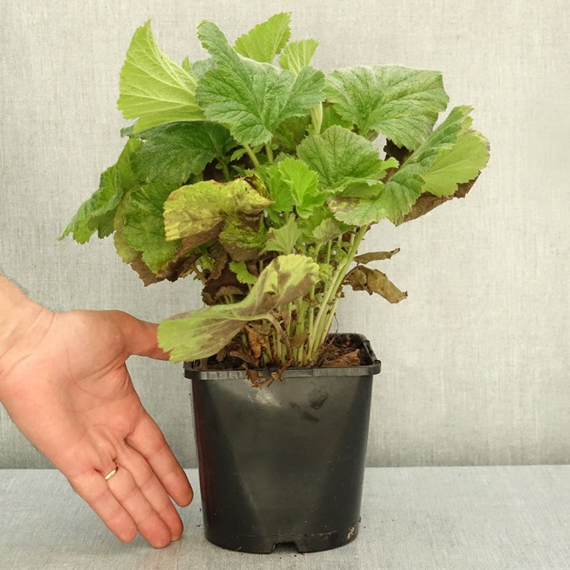 Spécimen de Geum Fiery Tempest - Benoîte hybride Pot de 2L/3L tel que livré en automne