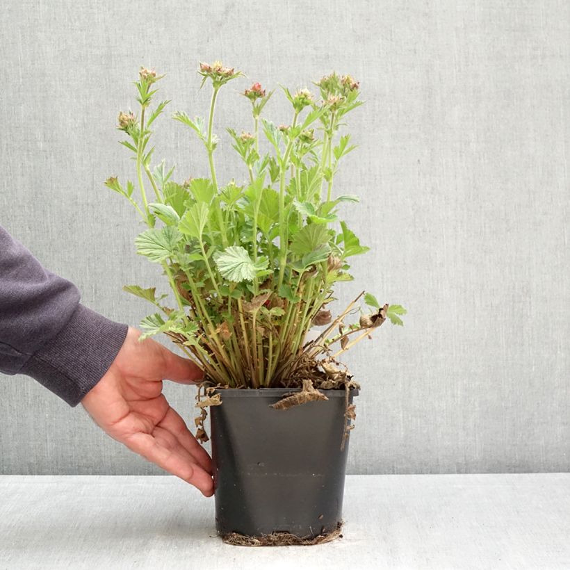 Spécimen de Geum Fiery Tempest - Benoîte hybride Pot de 2L/3L tel que livré au printemps