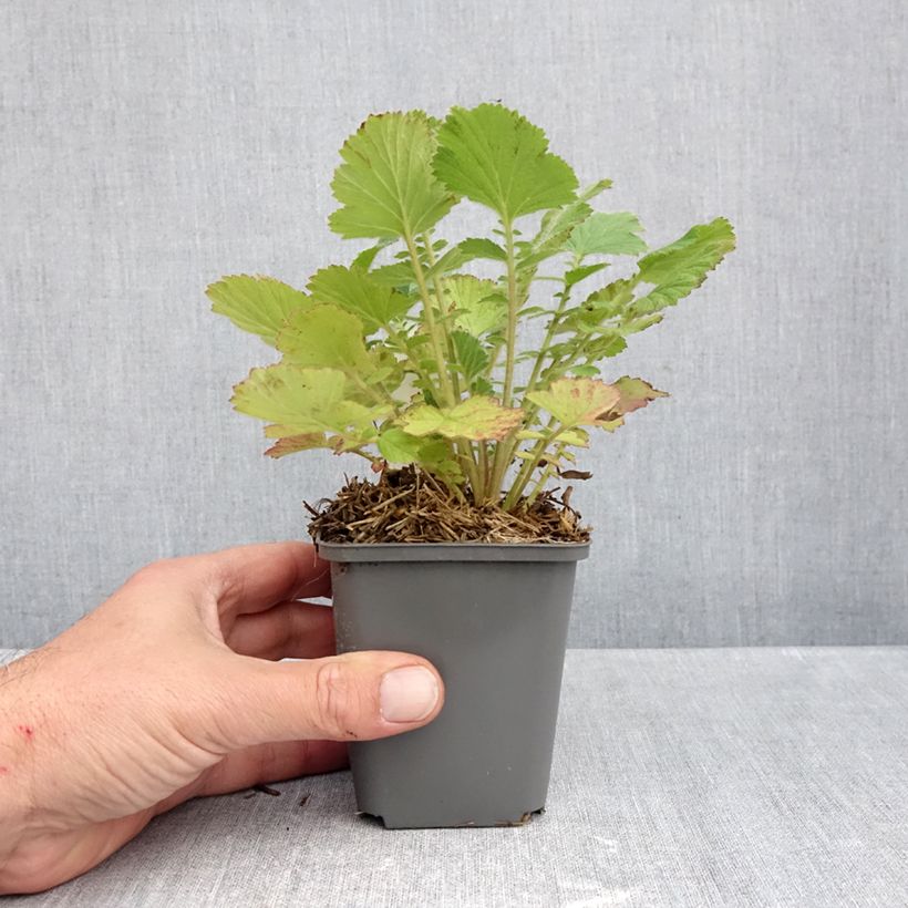 Spécimen de Geum Firestarter - Benoîte hybride Godet de 8/9 cm tel que livré en automne