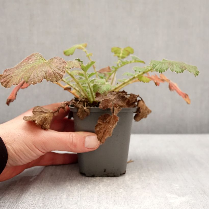 Spécimen de Geum Firestarter - Benoîte hybride Godet de 8/9 cm tel que livré en hiver