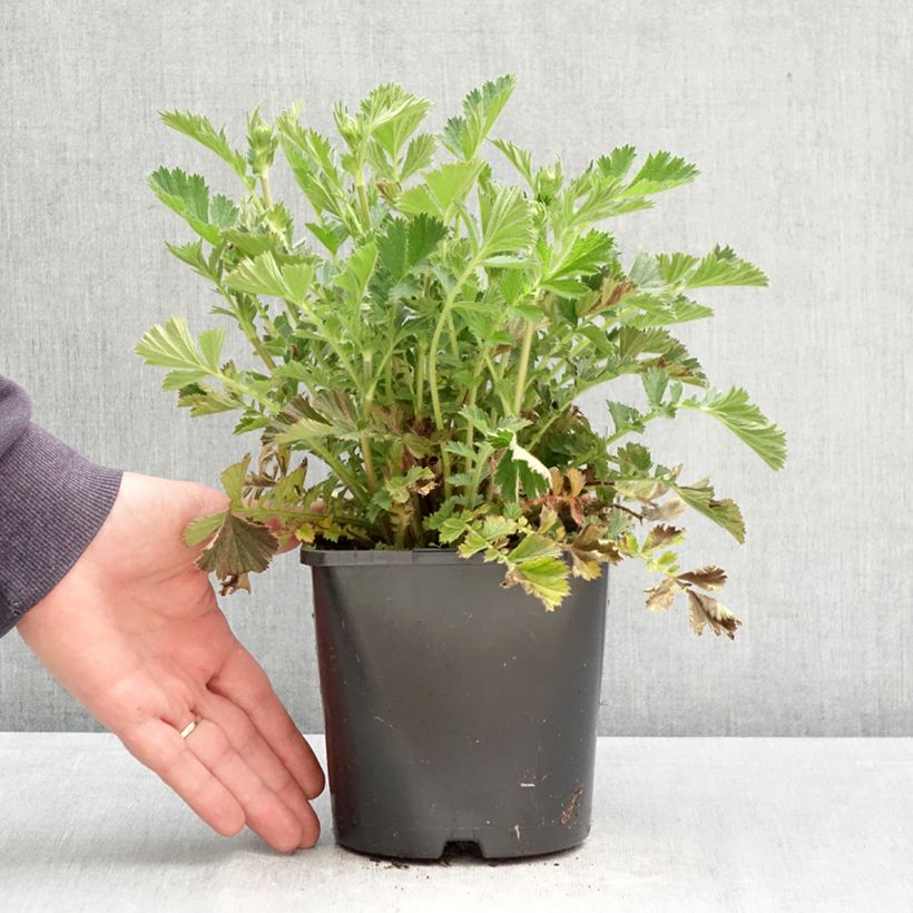 Spécimen de Geum Firestarter - Benoîte hybride Pot de 2L/3L tel que livré au printemps