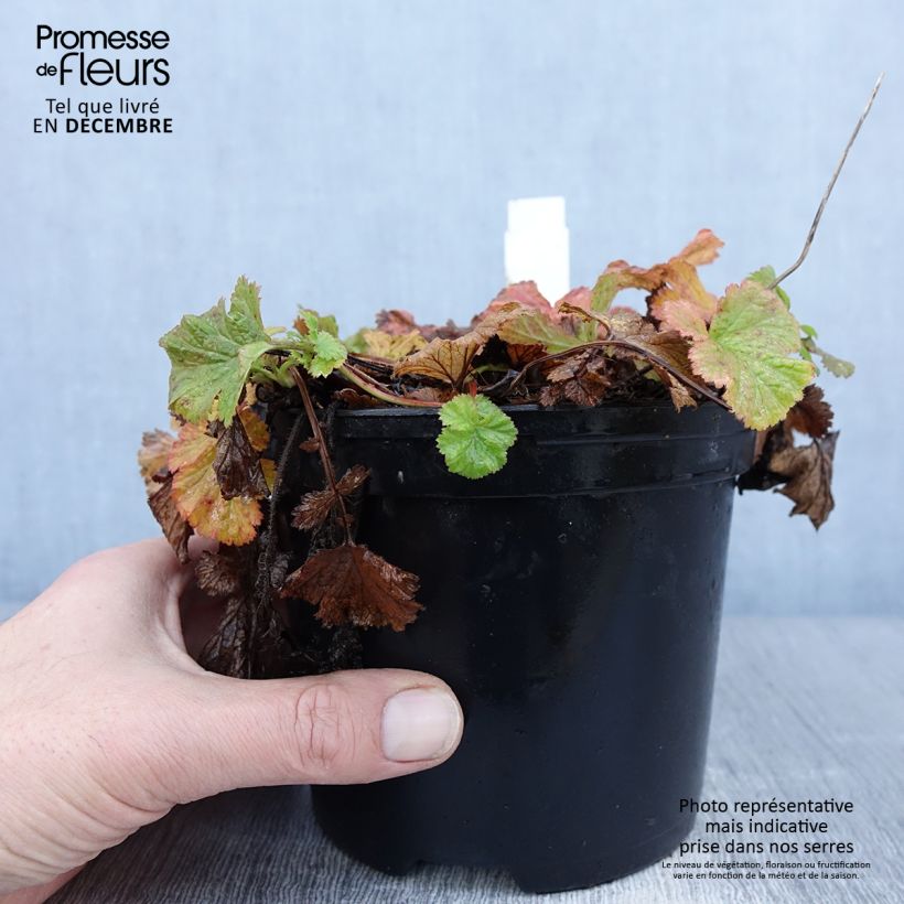 Spécimen de Geum Flames of Passion - Benoîte rose teintée de rouge Pot de 2L/3L tel que livré en hiver