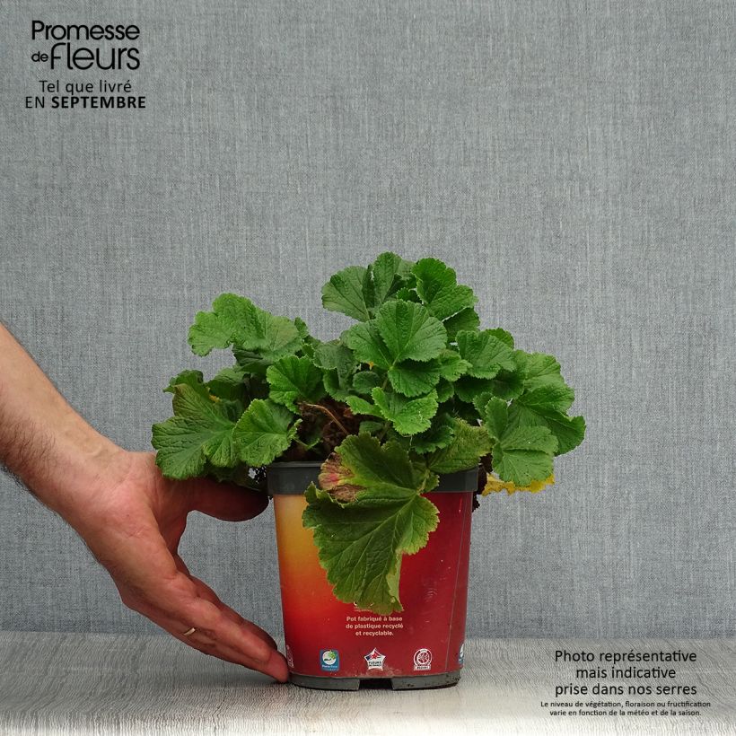 Spécimen de Geum Mai Tai - Benoîte saumon abricot  Pot de 2L/3L tel que livré en automne