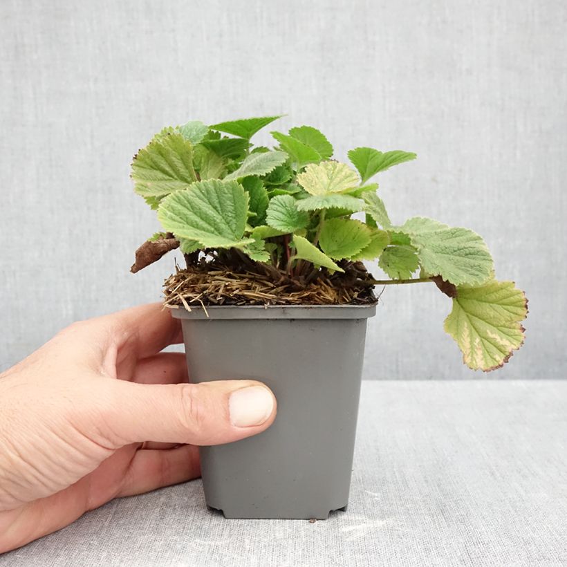 Spécimen de Geum Orange Pumpkin - Benoîte Godet de 7/8 cm tel que livré en automne