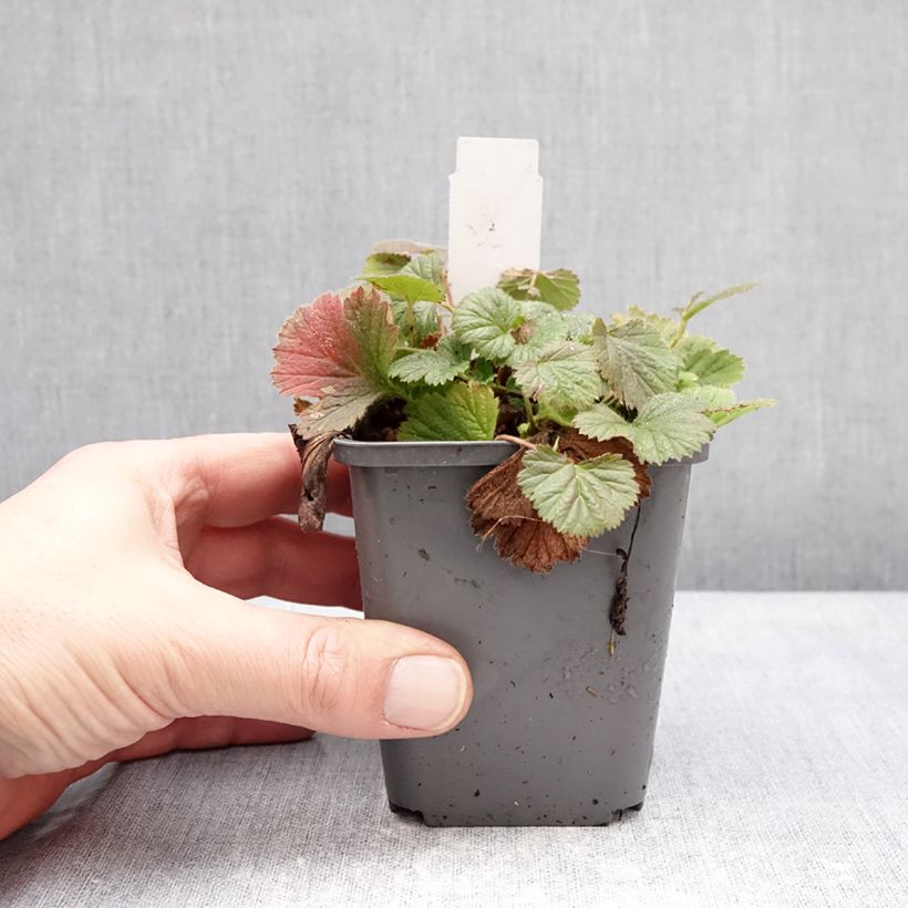 Spécimen de Geum Orange Pumpkin - Benoîte Godet de 7/8 cm tel que livré en hiver