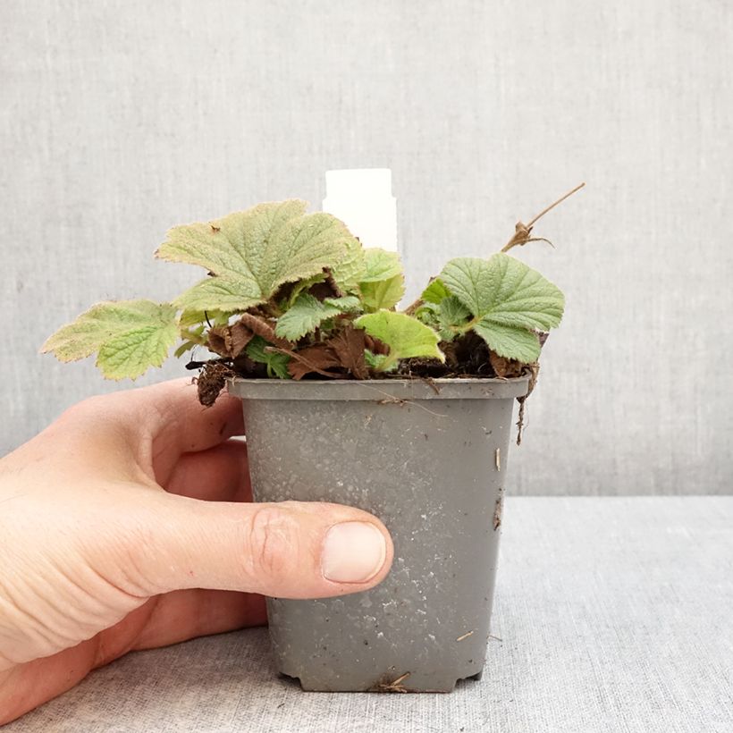 Spécimen de Geum Orange Pumpkin - Benoîte Godet de 7/8 cm tel que livré au printemps