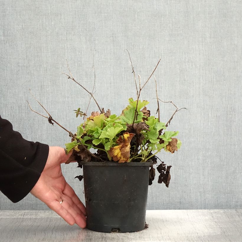 Spécimen de Geum Pretticoats Peach - Benoîte  Pot de 2L/3L tel que livré en automne