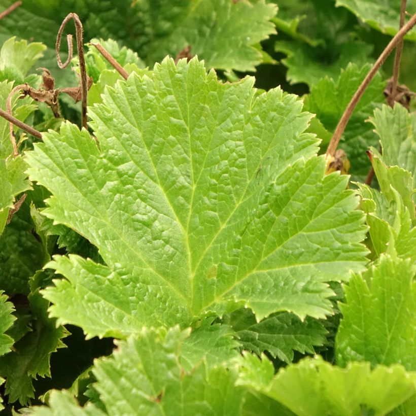 Geum Pretticoats Peach - Benoîte  (Feuillage)