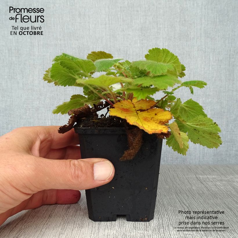 Spécimen de Geum Prinses Juliana - Benoite orange et jaune Godet de 8/9 cm tel que livré en automne