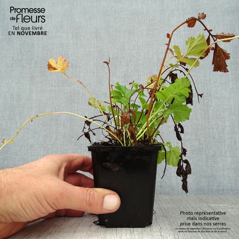 Spécimen de Geum rivale Leonard's Variety - Benoîte des Rives Godet de 7/8 cm tel que livré en automne