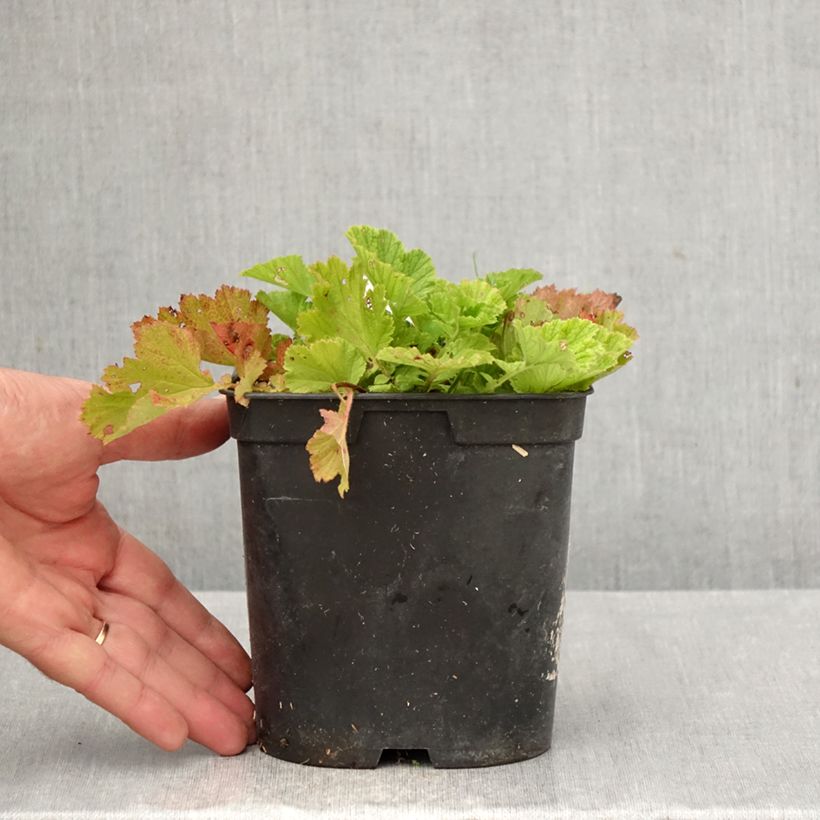 Spécimen de Geum rivale Leonard's Variety - Benoîte des Rives Pot de 2L/3L tel que livré en automne