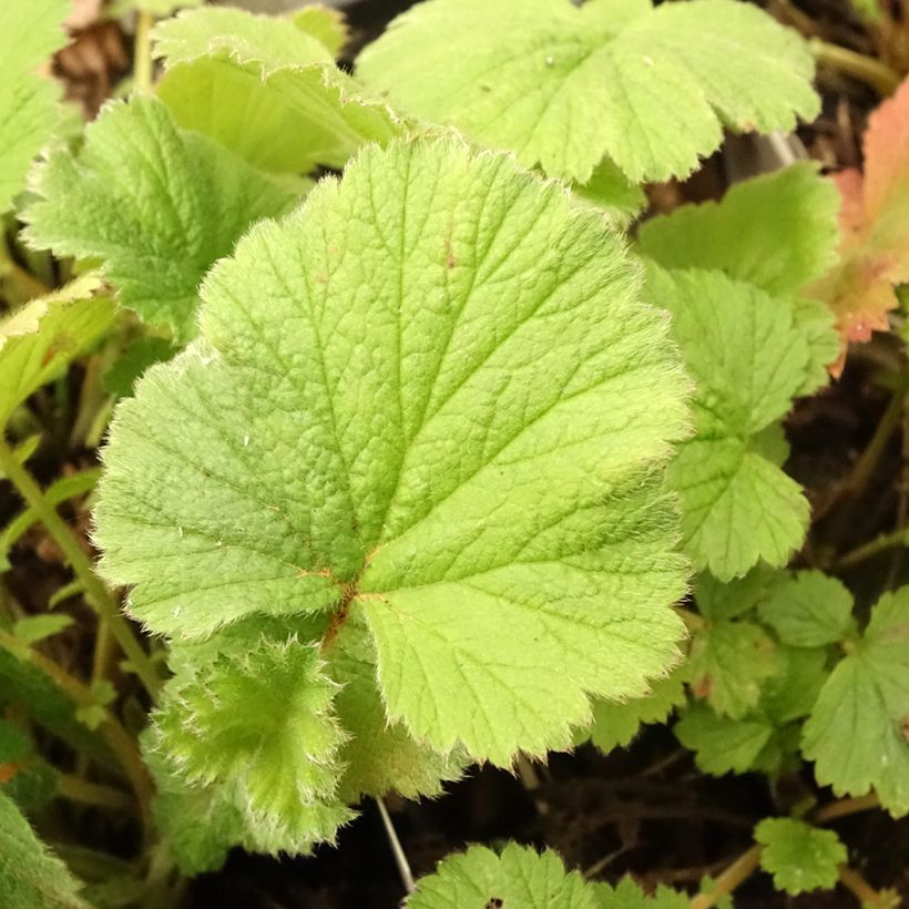 Geum Scarlet Tempest - Benoîte hybride (Feuillage)