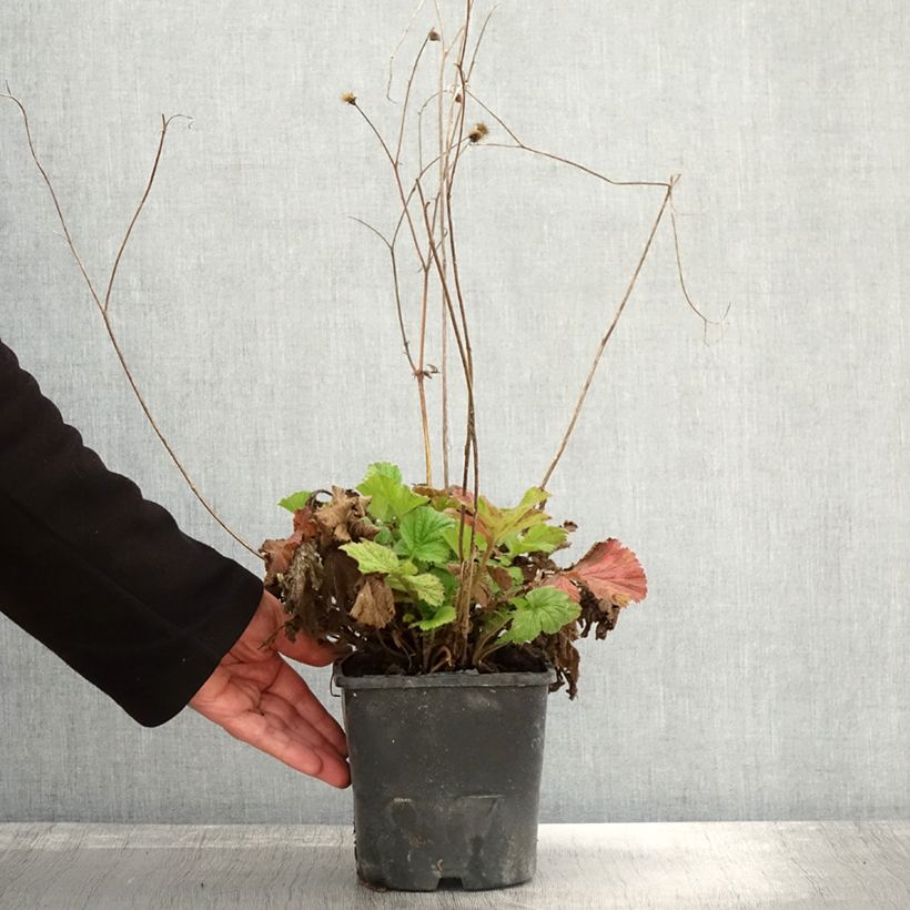 Spécimen de Geum Scarlet Tempest - Benoîte hybride Pot de 2L/3L tel que livré en automne