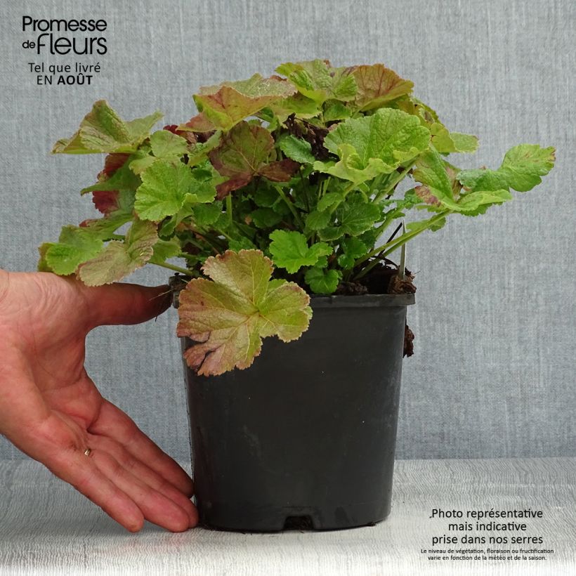 Spécimen de Geum Tempo Rose - Benoîte Pot de 2L/3L tel que livré en été