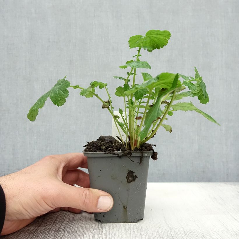 Spécimen de Geum Tequila Sunrise - Benoîte  Godet de 8/9 cm tel que livré en automne