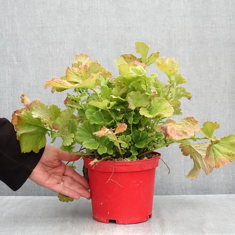 Spécimen de Geum Tequila Sunrise - Benoîte  Pot de 2L/3L tel que livré en automne