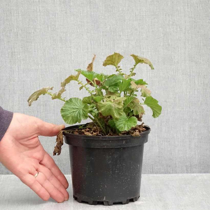 Spécimen de Geum Totally Tangerine - Benoîte orange vif Pot de 1L/1,5L tel que livré en automne