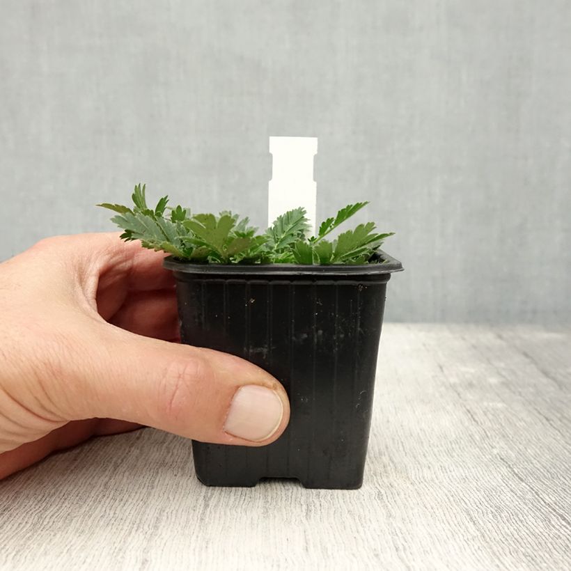 Spécimen de Geum triflorum - Benoîte rose rougeâtre Godet de 8/9 cm tel que livré en automne