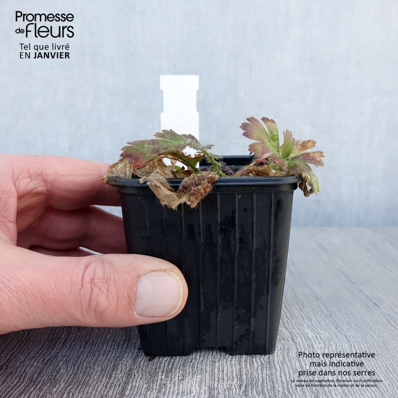 Spécimen de Geum triflorum - Benoîte rose rougeâtre Godet de 8/9 cm tel que livré en hiver