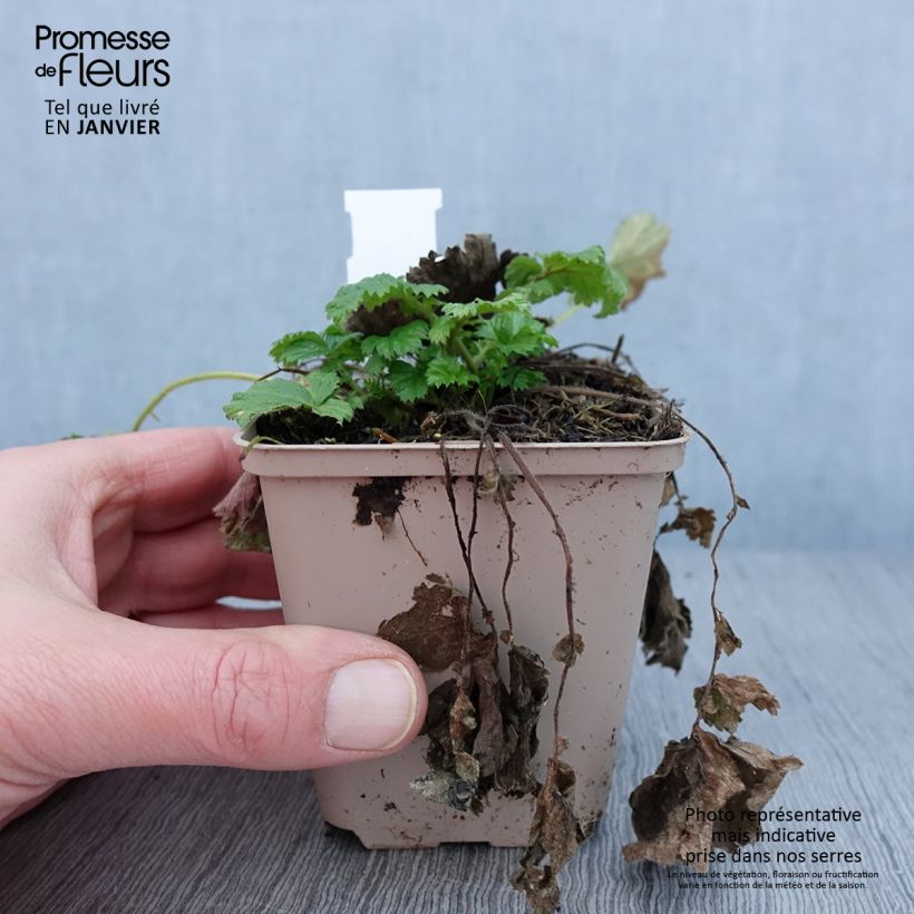 Spécimen de Geum Tutti Frutti - Benoîte jaune orangé Godet de 8/9 cm tel que livré en hiver