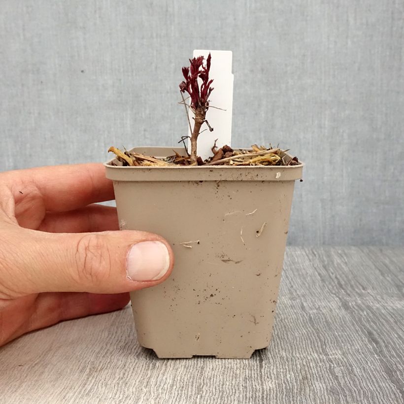 Spécimen de Gillenia trifoliata Pink Profusion Godet de 8/9 cm tel que livré au printemps