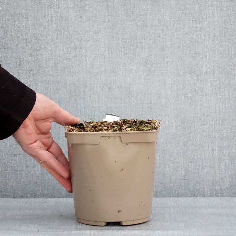 Zingiber mioga Dancing Crane - Myoga Vaso da 3L/4L esemplare consegnato in inverno