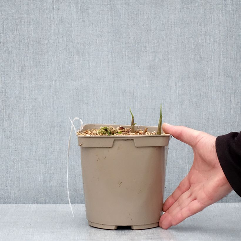 Myōga Dancing Crane Maceta 3L/4L Ejemplar entregado en la primavera