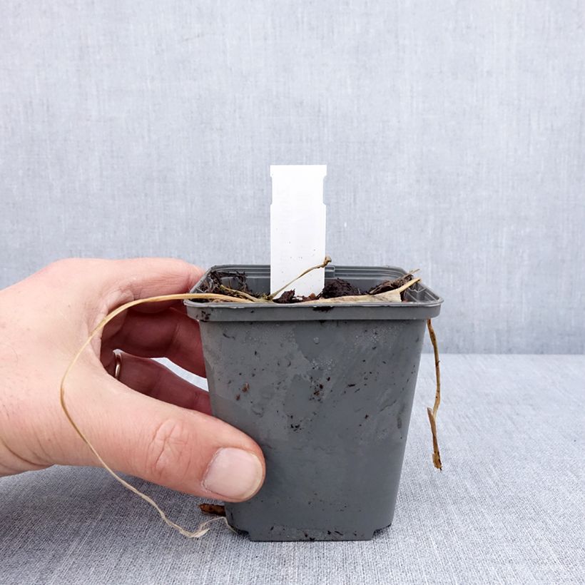 Spécimen de Gingembre japonais - Zingiber mioga Godet de 8/9 cm tel que livré en hiver