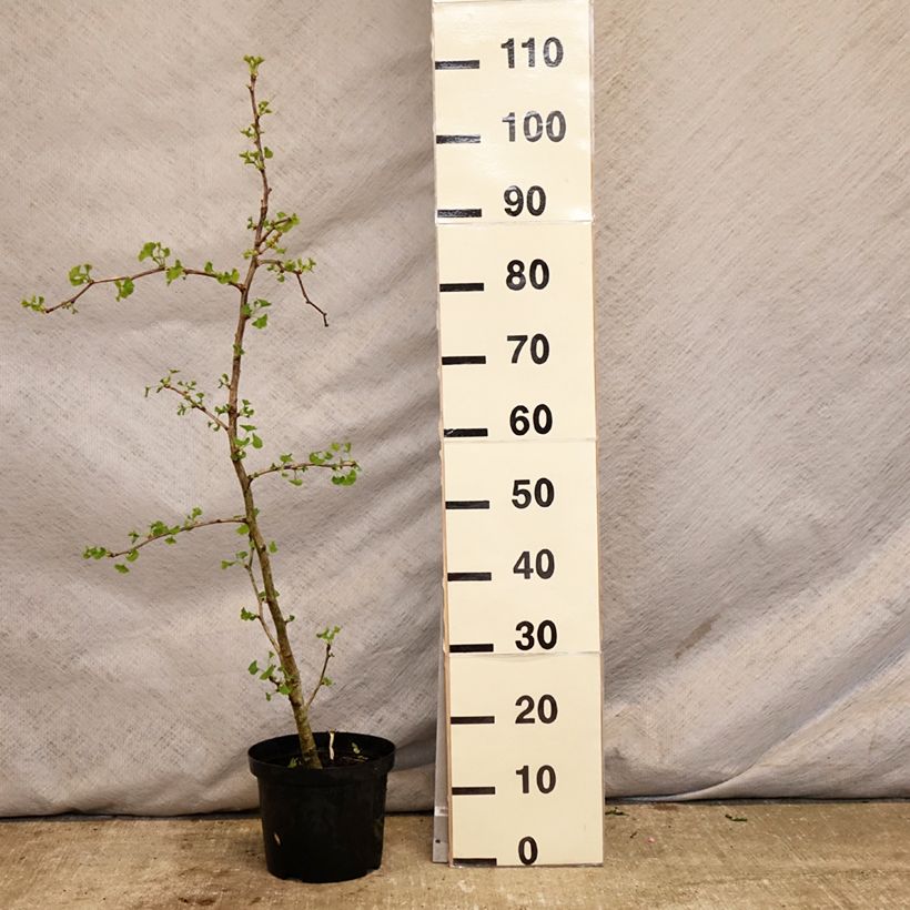 Spécimen de Ginkgo biloba Blagon - Arbre aux quarante écus  Pot de 7,5L/10L tel que livré au printemps