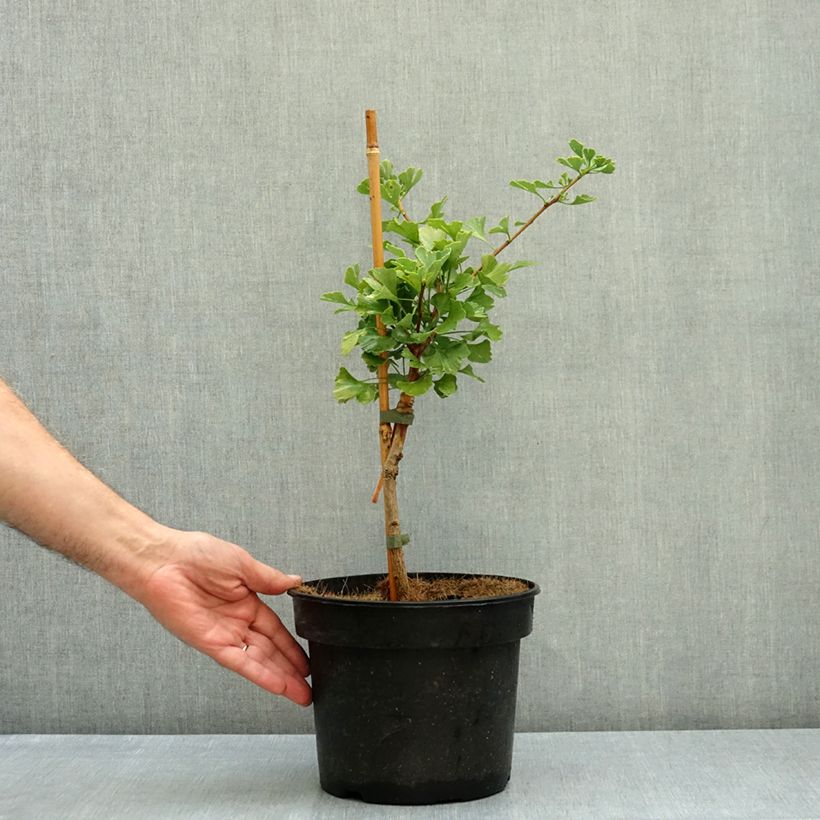 Spécimen de Ginkgo biloba Baldi - Arbre aux quarante écus nain Pot de 4L/5L tel que livré en automne