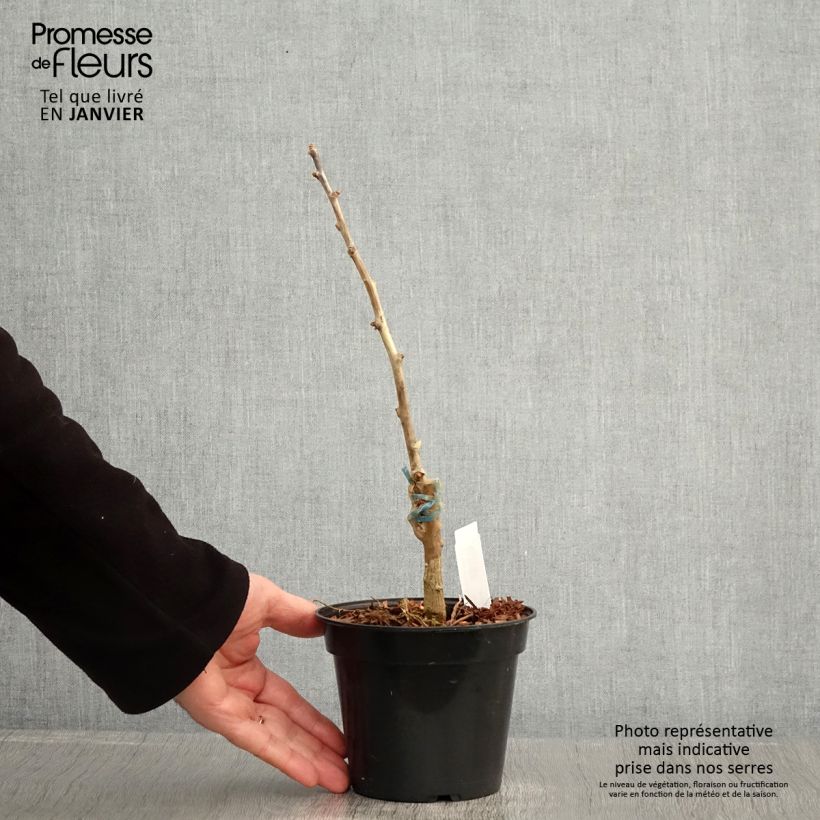 Spécimen de Ginkgo biloba Blagon - Arbre aux quarante écus  Pot de 1,5L/2L tel que livré en hiver