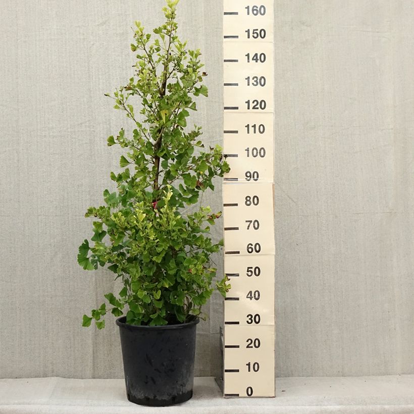 Spécimen de Ginkgo biloba Eiffel Pot de 30L/35L tel que livré en été